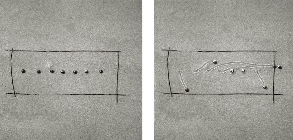Snail_Drawings_by_Daniel_Ranalli