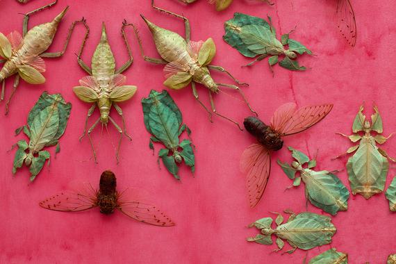 Jennifer Angus Insect Wallpaper