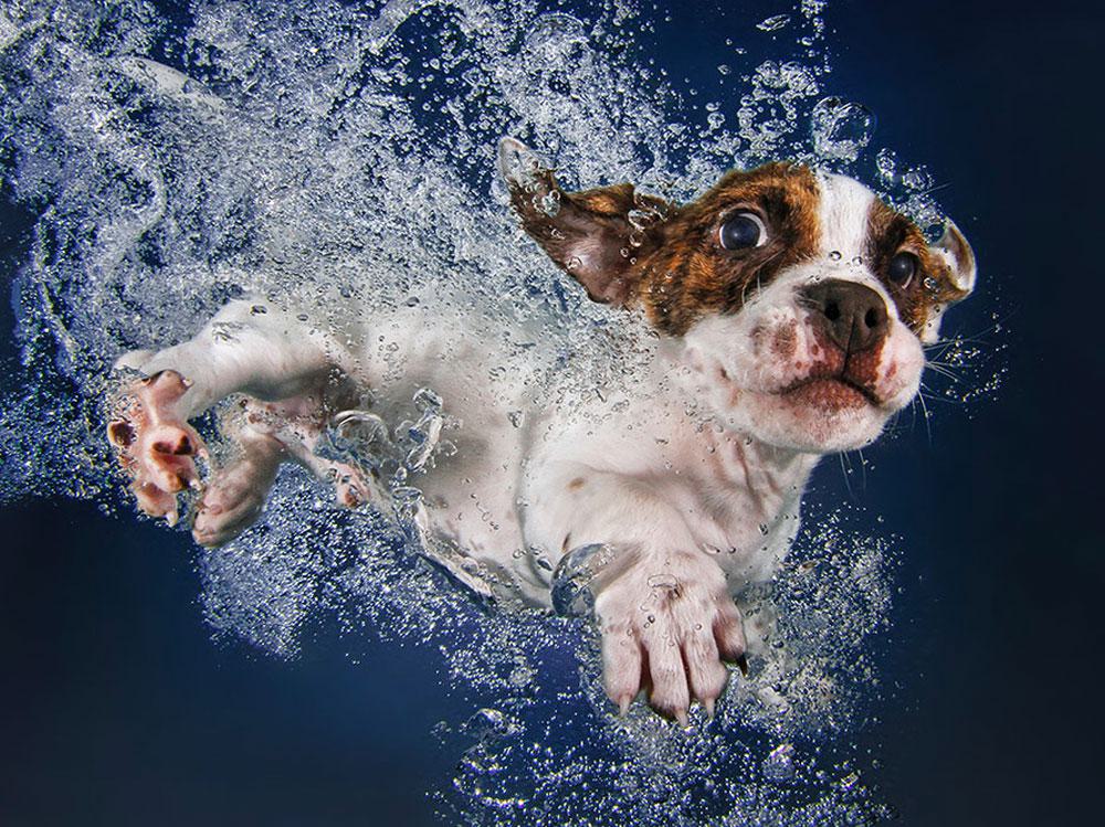 Image of Underwater Dogs by Seth Casteel